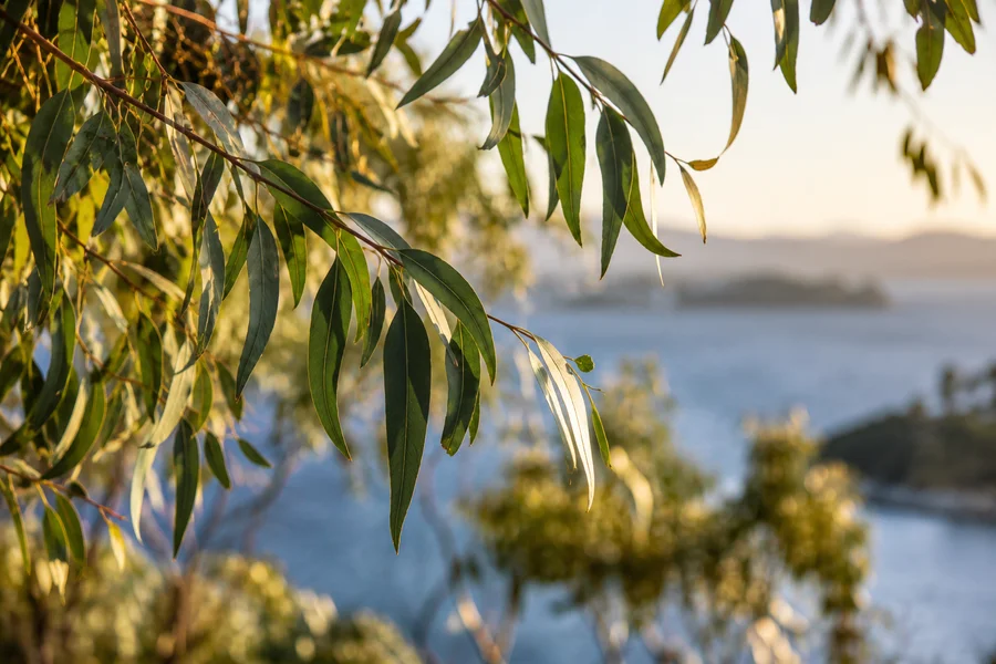 Eucalyptus leaves beside Lake Burley Griffin